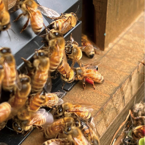 国産はちみつ アカシア(倒立ボトル)/200g【東海はちみつ 】