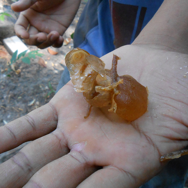 ハリナシハチミツ Honey Barrier ハニーバリア 