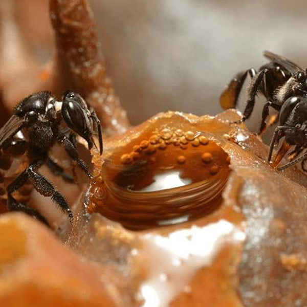 ハリナシハチミツ Honey Barrier ハニーバリア 