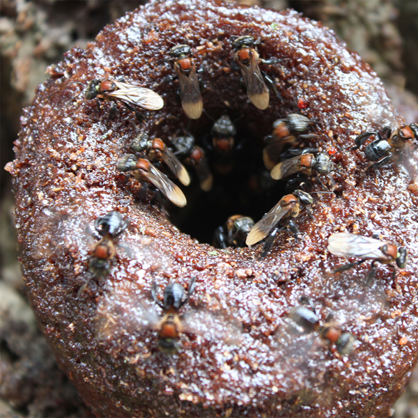 ハリナシハチミツ Honey Barrier ハニーバリア 