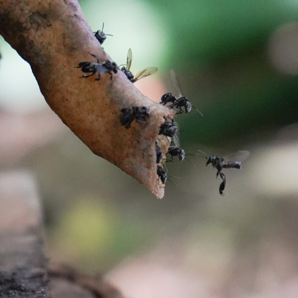 ハリナシハチミツ Honey Barrier ハニーバリア 