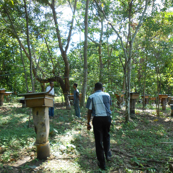 ハリナシハチミツ Honey Barrier ハニーバリア 