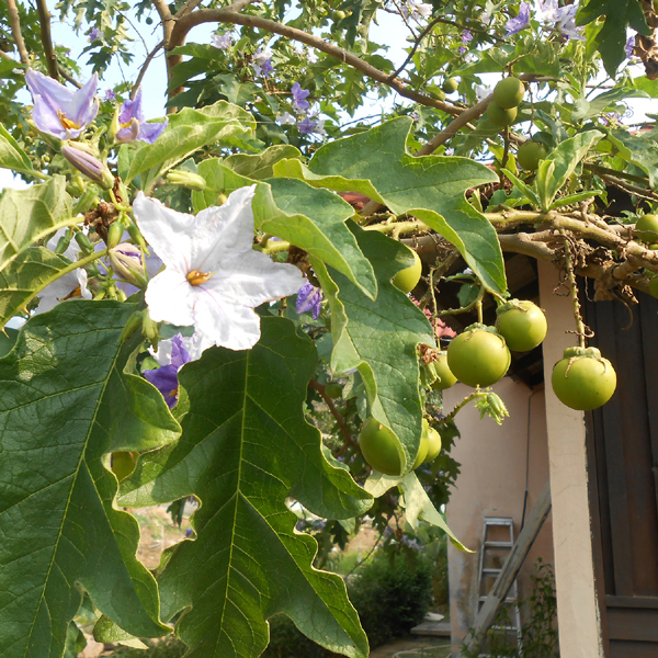 ハリナシハチミツ Honey Barrier ハニーバリア 